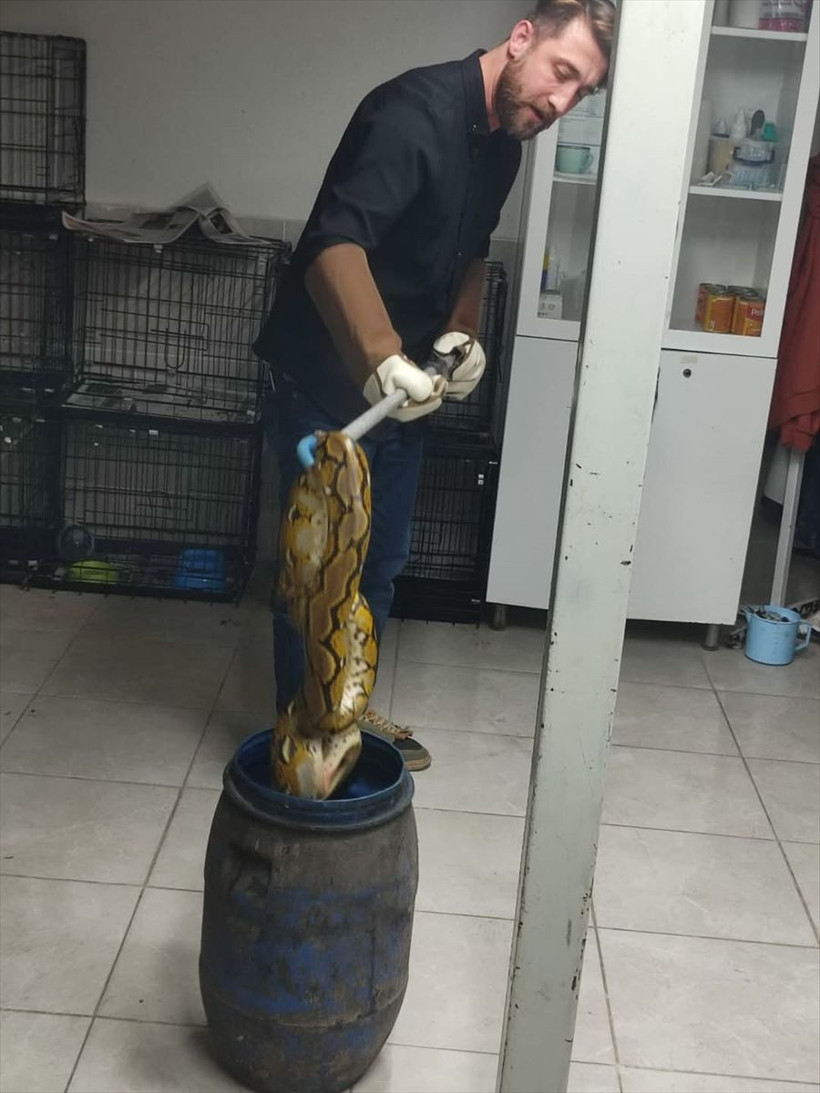 Yolcu otobüsündeki kutunun içinden piton çıktı - Resim: 2