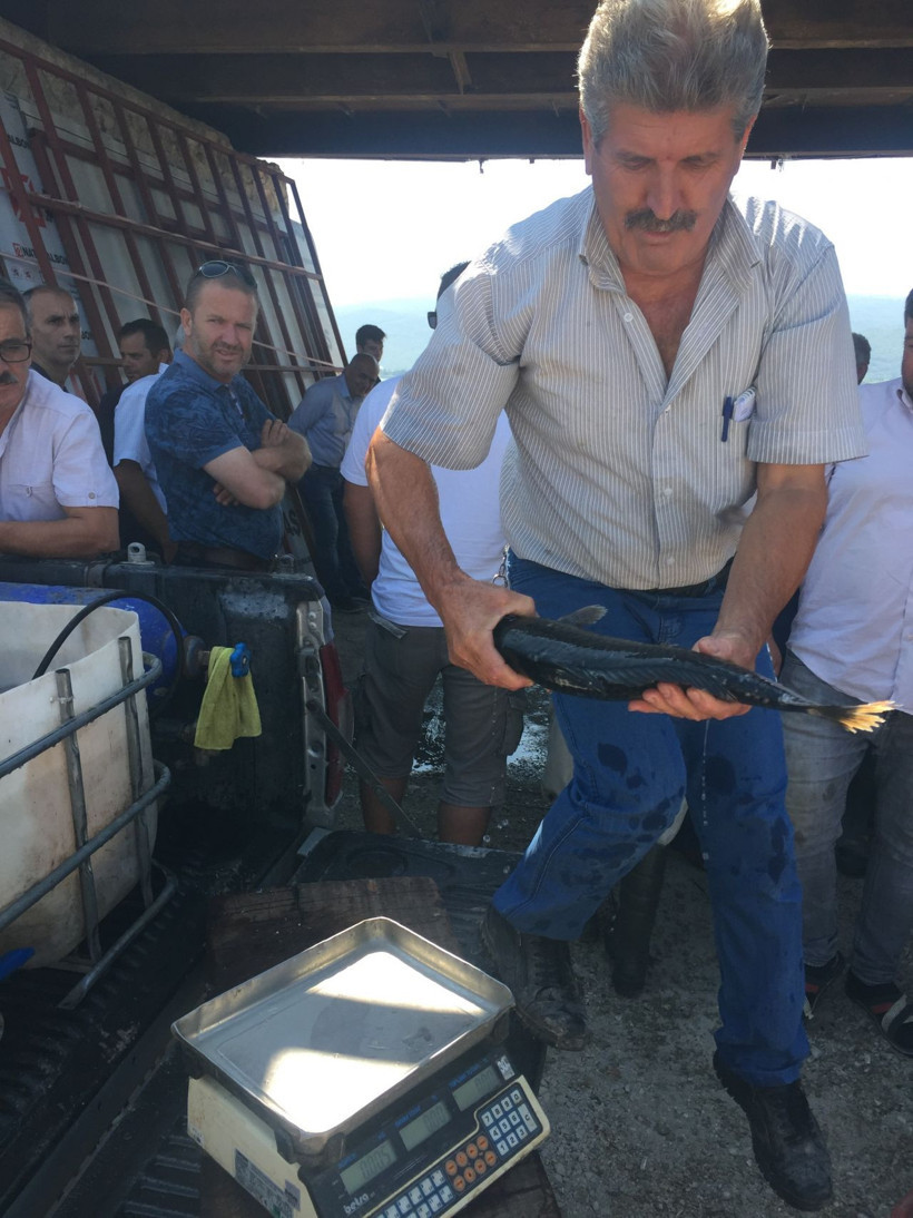 Bursa'da 100 yıldır bu iş yapılıyor! Tutulan balıklar açık artırmayla satılıyor - Resim: 3