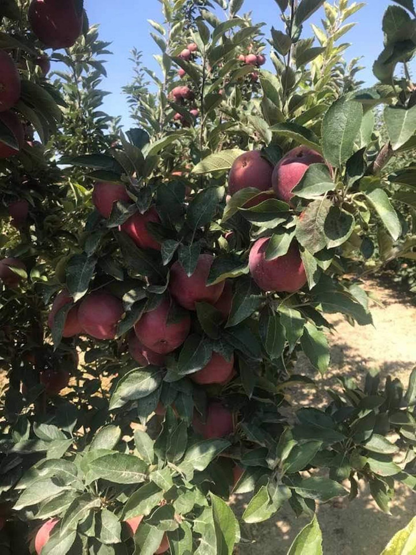 Mersin'de üretiliyor! Hindistan'a ihraç ediliyor - Resim: 2
