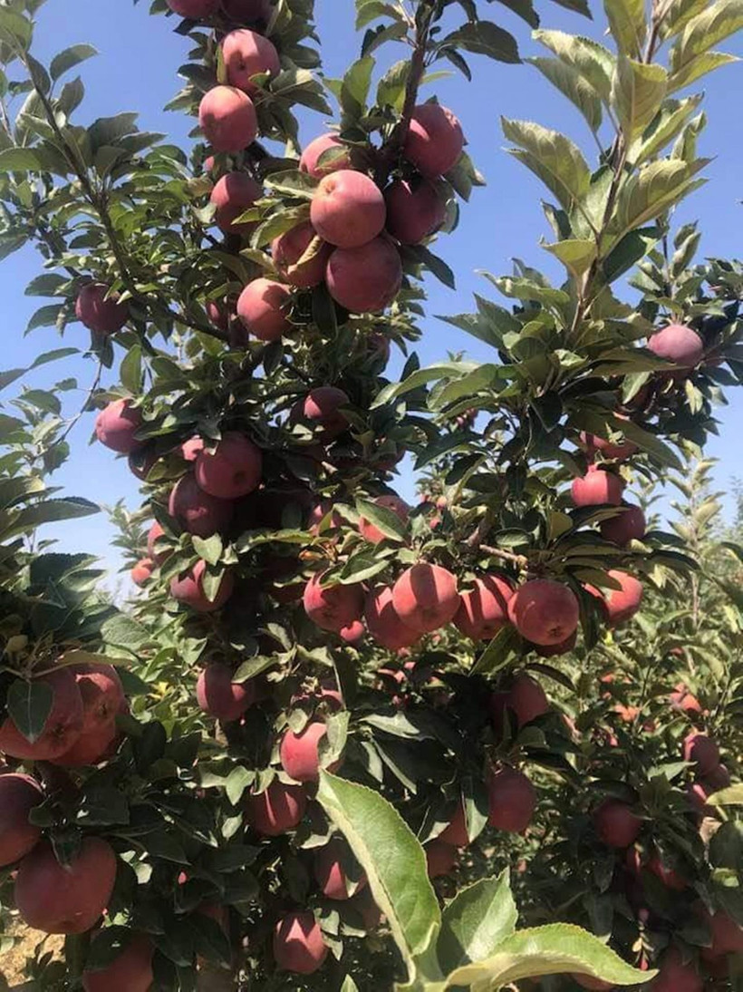 Mersin'de üretiliyor! Hindistan'a ihraç ediliyor - Resim: 3
