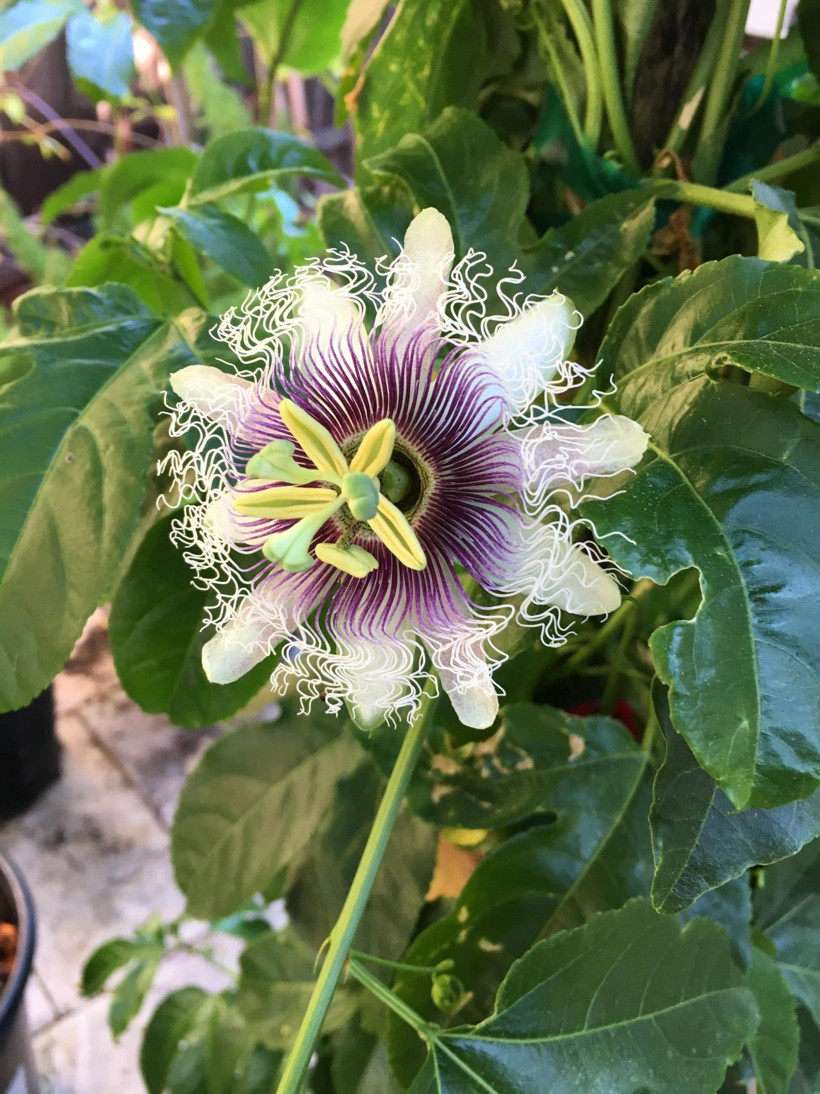 Antalya'da denemek için üretti milyonlar kazandı Avrupa sıraya girdi - Resim: 1