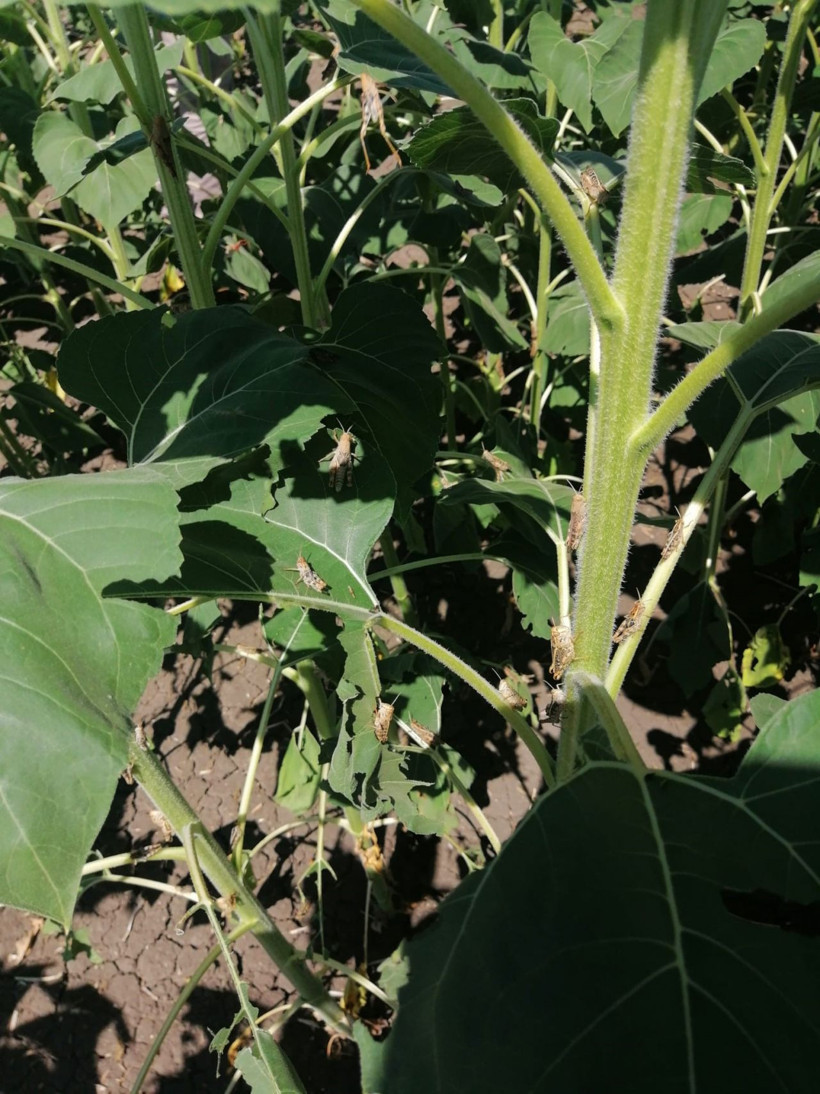 Tekirdağ'ı çekirge sürüleri istila etti! Tarlaları talan edip ne bulurlarsa yiyorlar... - Resim: 4