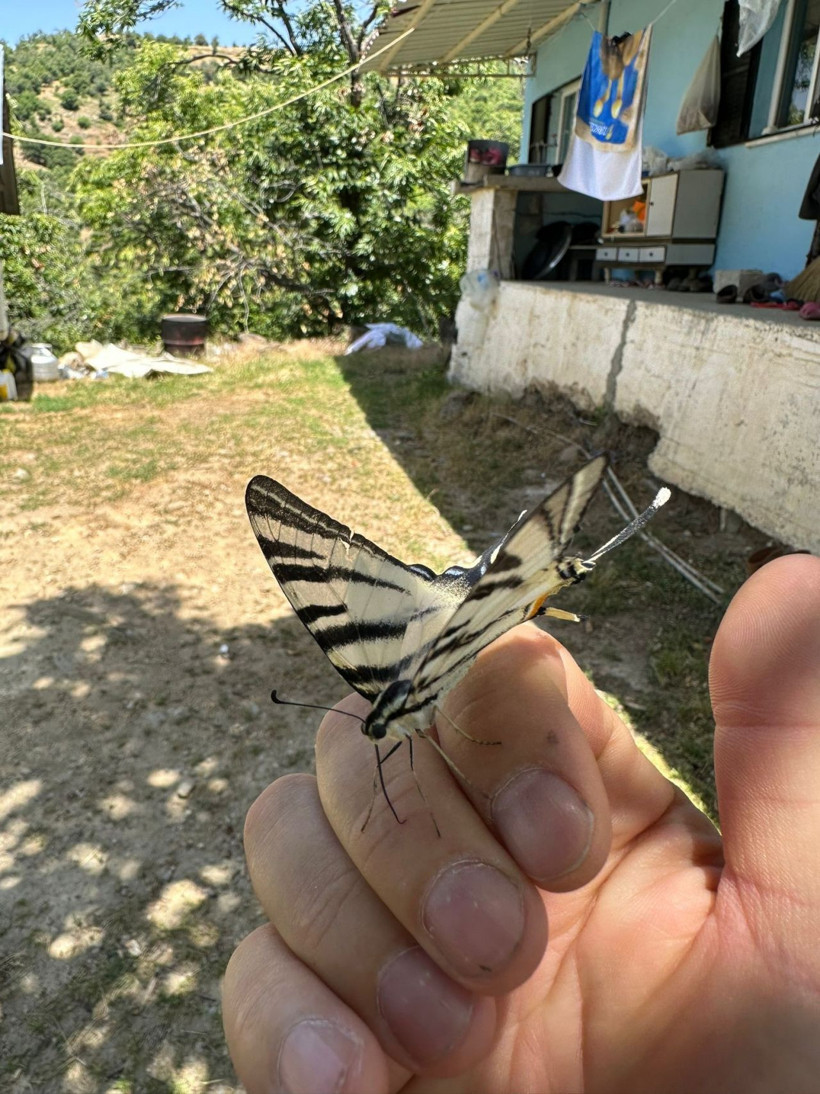 Türkiye'de çok nadir rastlanıyor Aydın'da ortaya çıktı güzelliğiyle görenleri büyüledi - Resim: 3