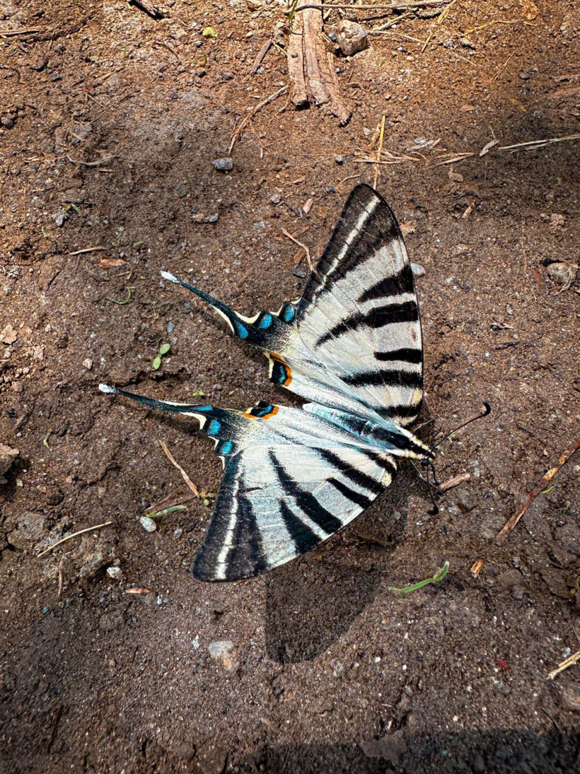 Türkiye'de çok nadir rastlanıyor Aydın'da ortaya çıktı güzelliğiyle görenleri büyüledi - Resim: 4
