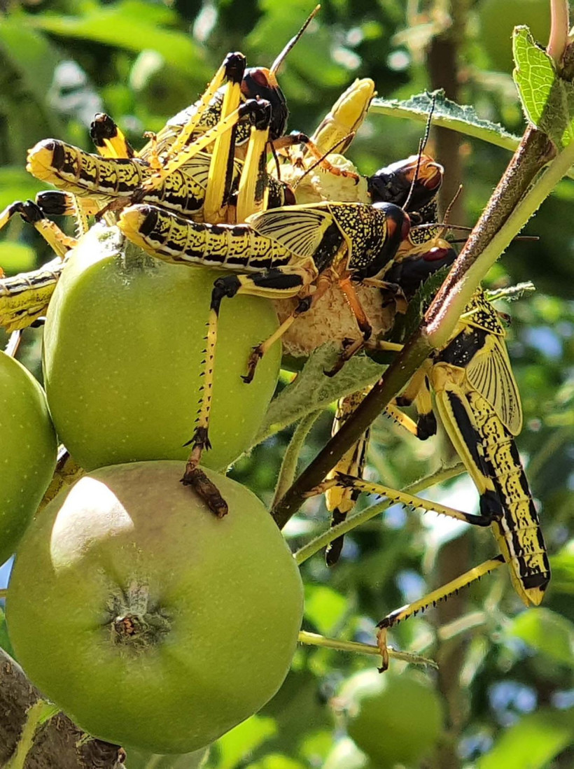 20 yılın en kötü çekirge istilası başladı tarım arazilerine saldırdılar - Resim: 3
