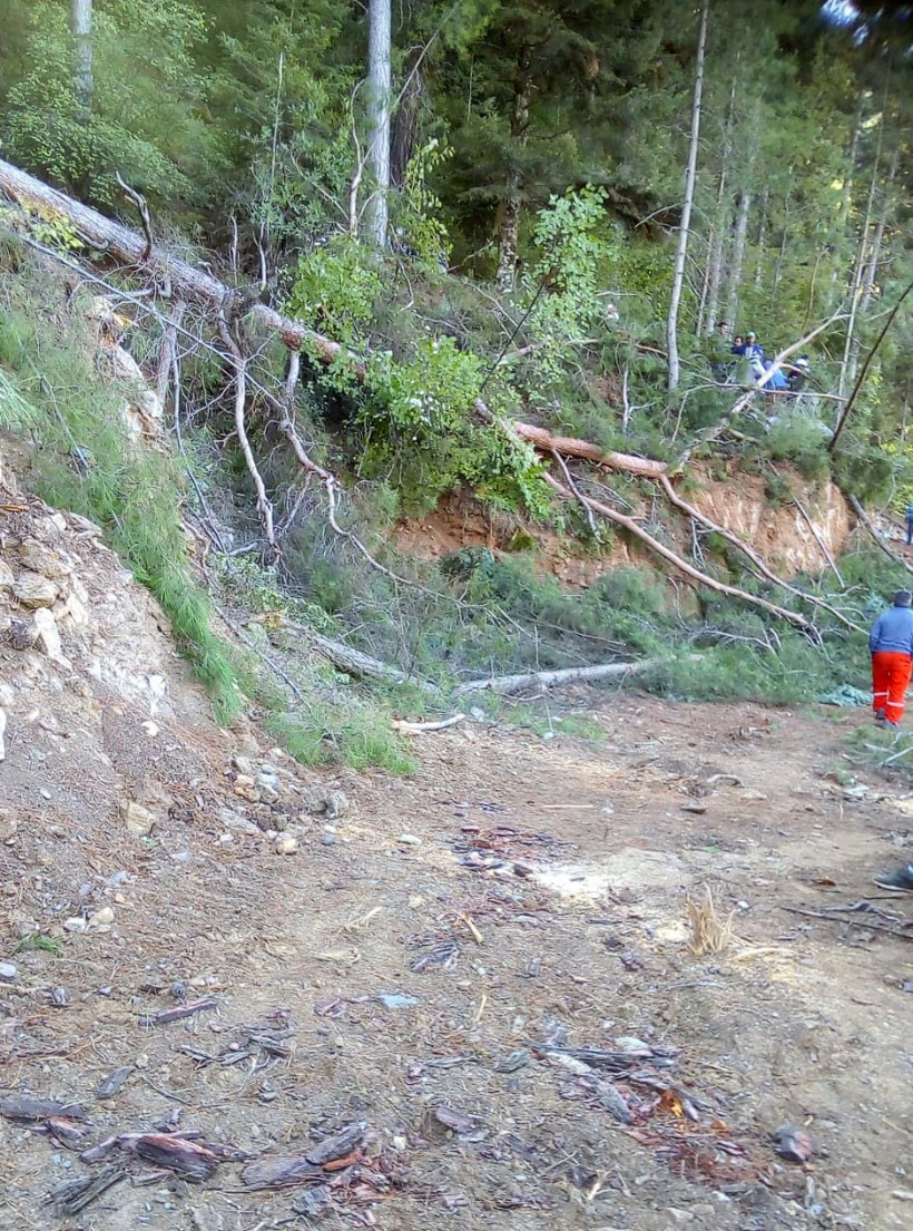 Baba oğlunun kestiği ağacın altında kalarak yaşamını yitirdi - Resim: 1