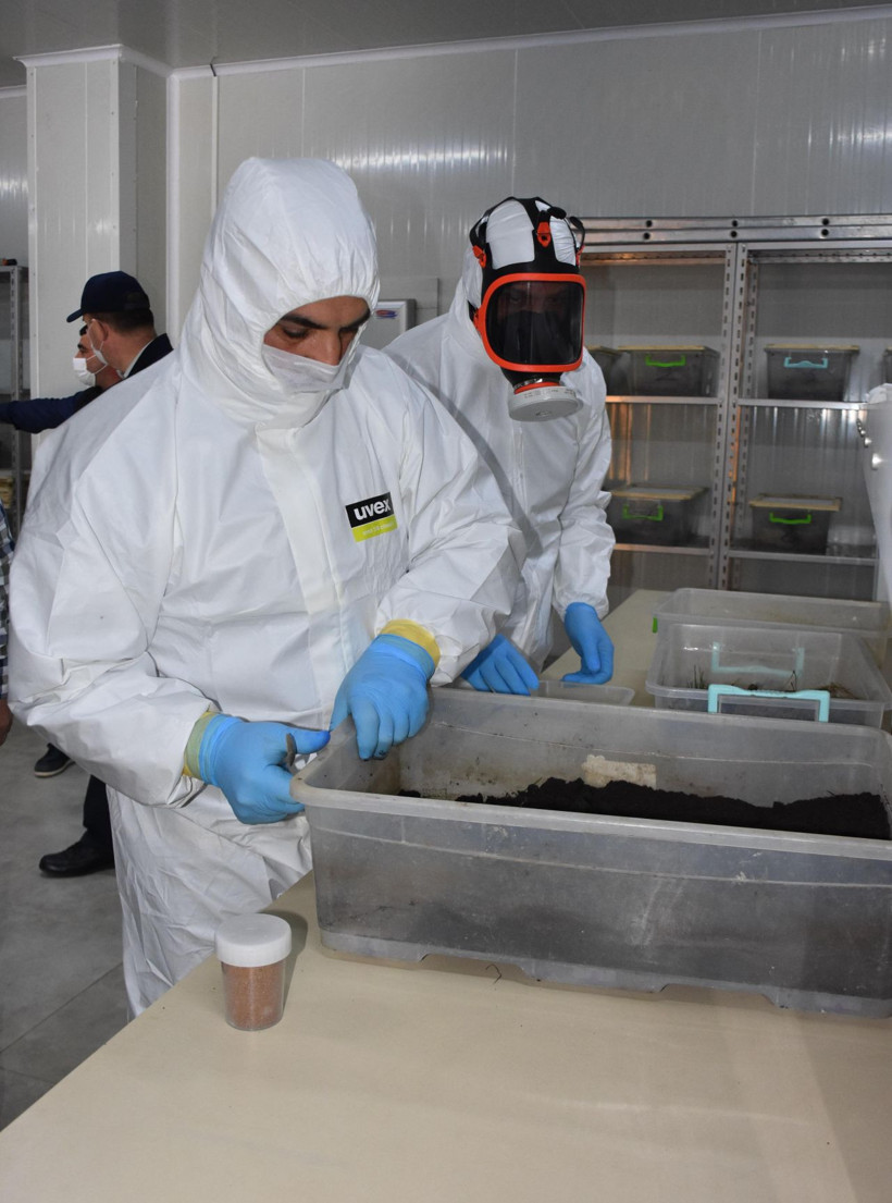 İzmir'de laboratuvarda üretilen 'Terminatör böcek' başka bir türe karşı savaş veriyor - Resim: 1