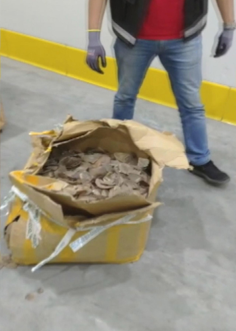 İstanbul Havalimanı'nda ortaya çıktı! Nesli tükenme tehlikesinde olan pangolin pulları servet değerinde - Resim: 4