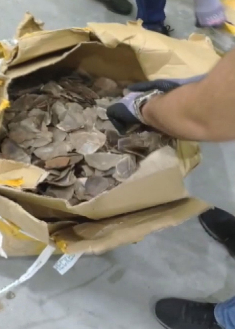 İstanbul Havalimanı'nda ortaya çıktı! Nesli tükenme tehlikesinde olan pangolin pulları servet değerinde - Resim: 2