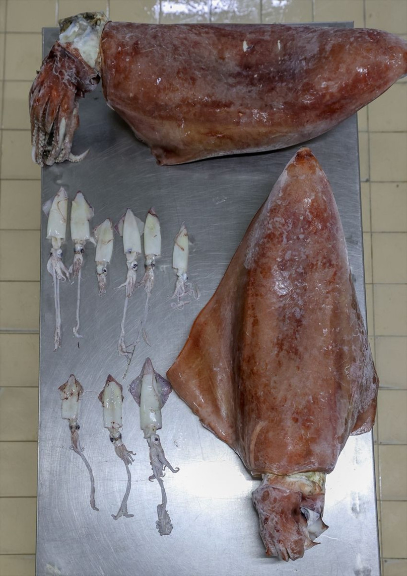 İzmir'de balıkçıların ağına takıldı! Önce korktular sonra şaşkınlık yaşadılar - Resim: 2