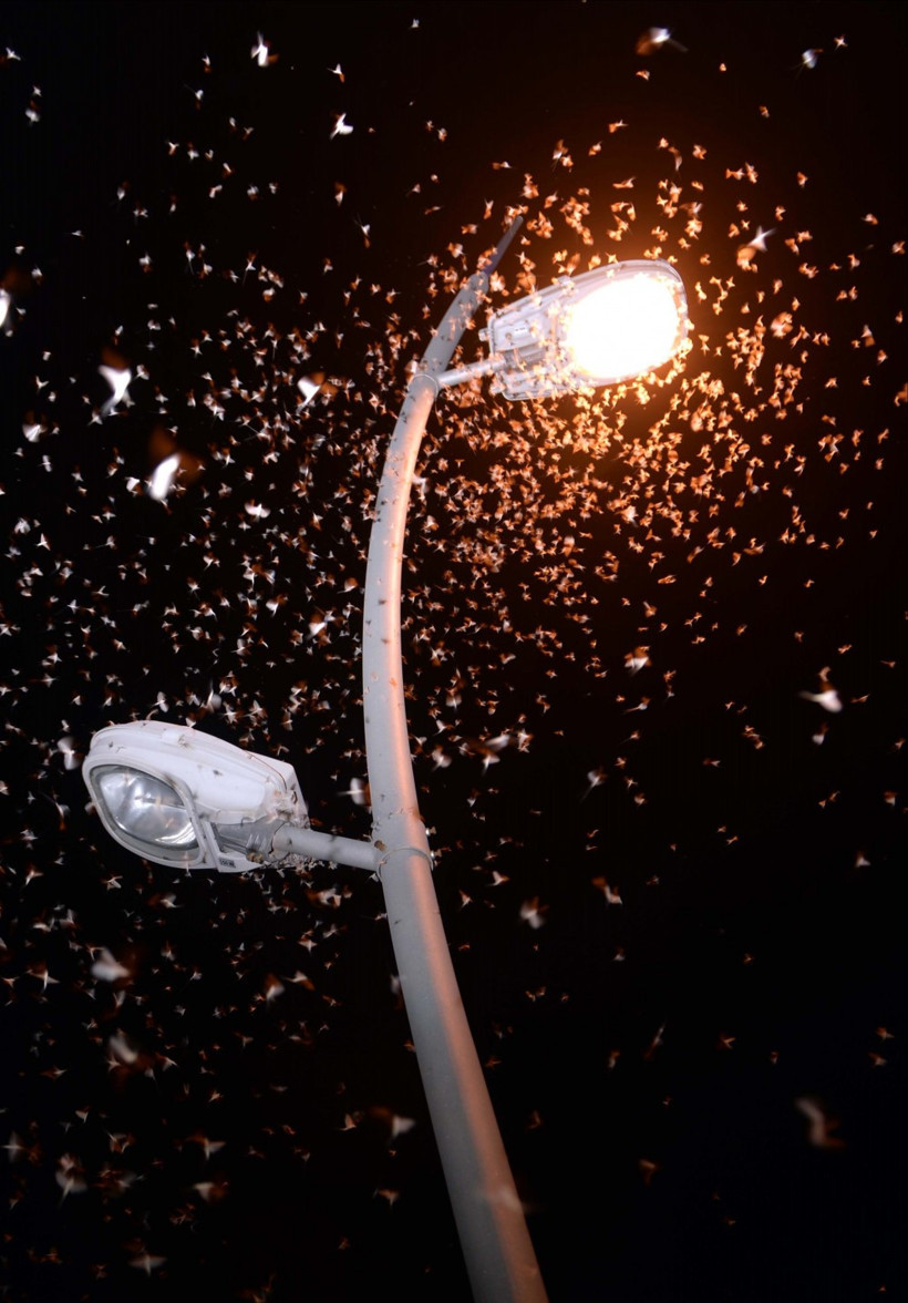 Ardahan'da binlerce kelebeğin 'ölüm uçuşu' - Resim: 2