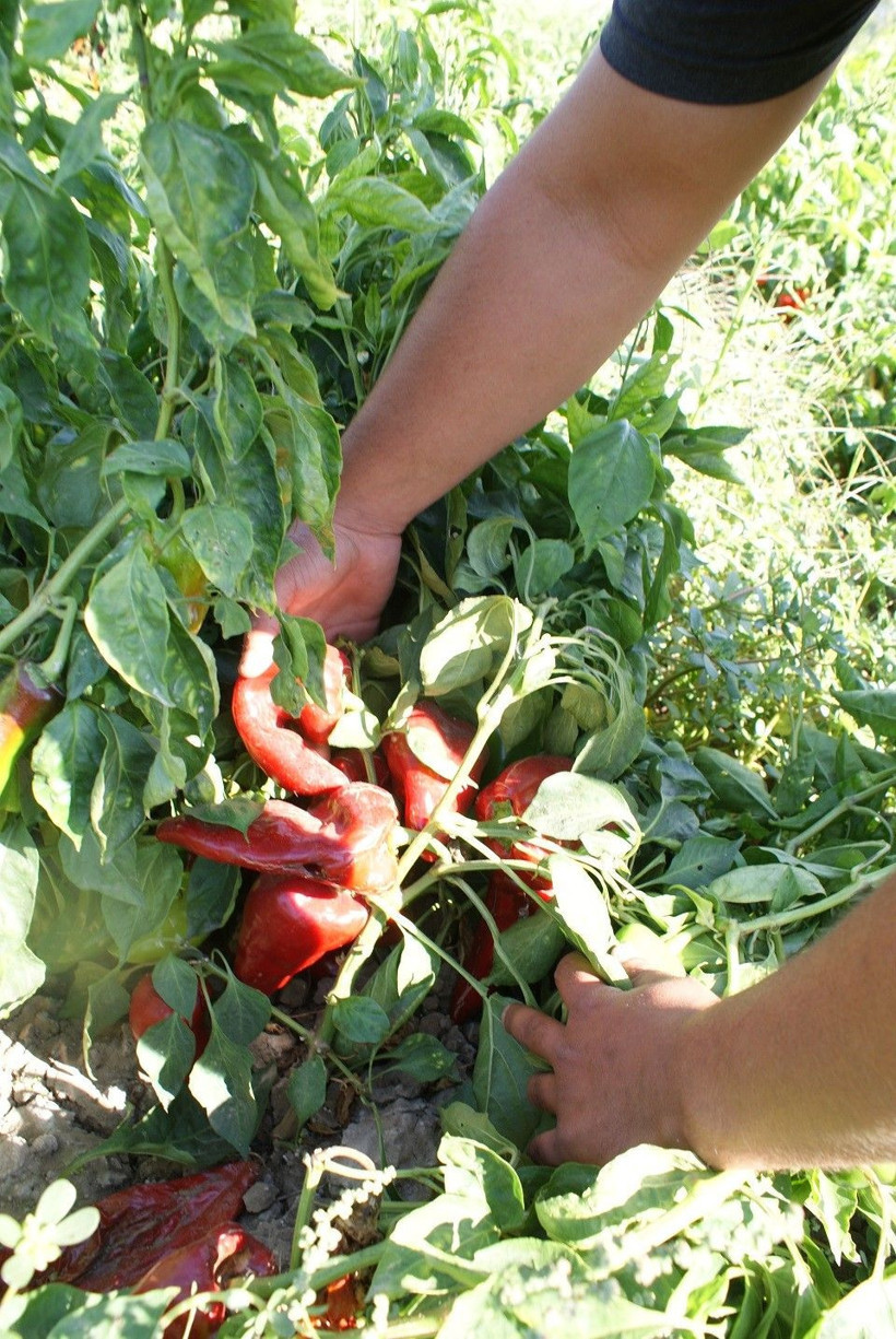 Kapya biber koronavirüse kurban gitti Balıkesir'de üretici perişan - Resim: 4