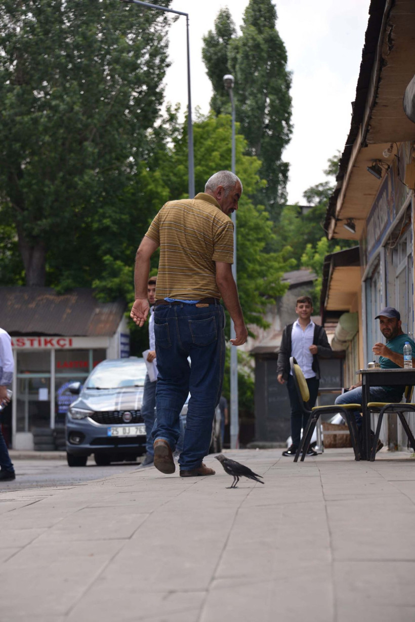 Erzurum'da kargayı kedinin elinden kurtardı! Şimdi yanından ayrılmıyor - Resim: 3