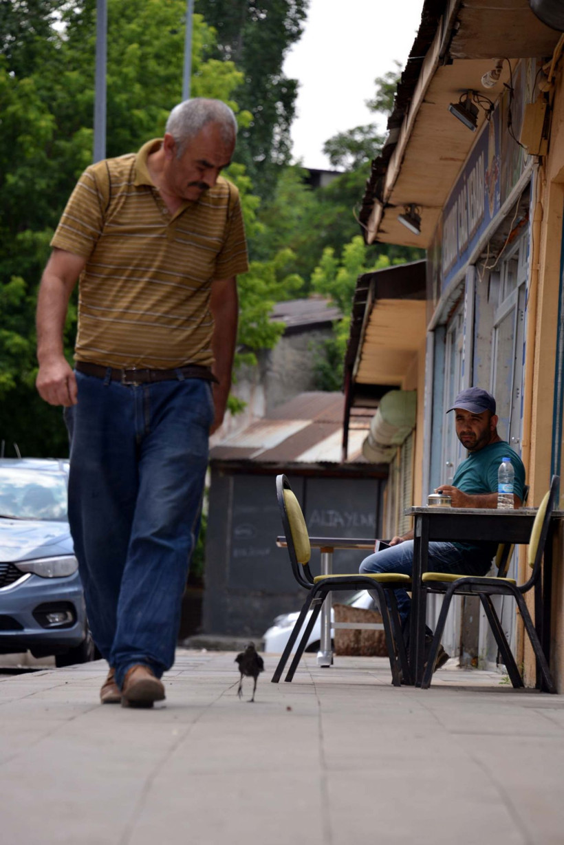 Erzurum'da kargayı kedinin elinden kurtardı! Şimdi yanından ayrılmıyor - Resim: 2