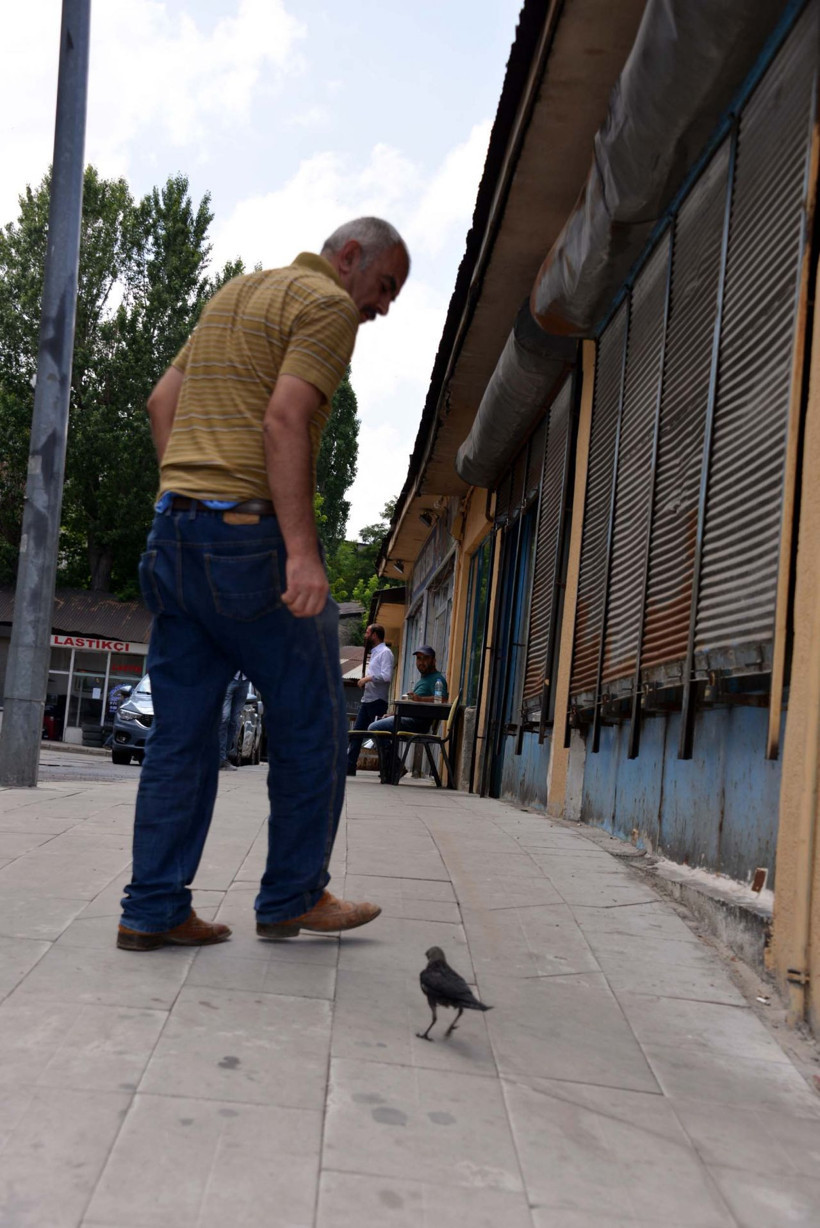 Erzurum'da kargayı kedinin elinden kurtardı! Şimdi yanından ayrılmıyor - Resim: 4