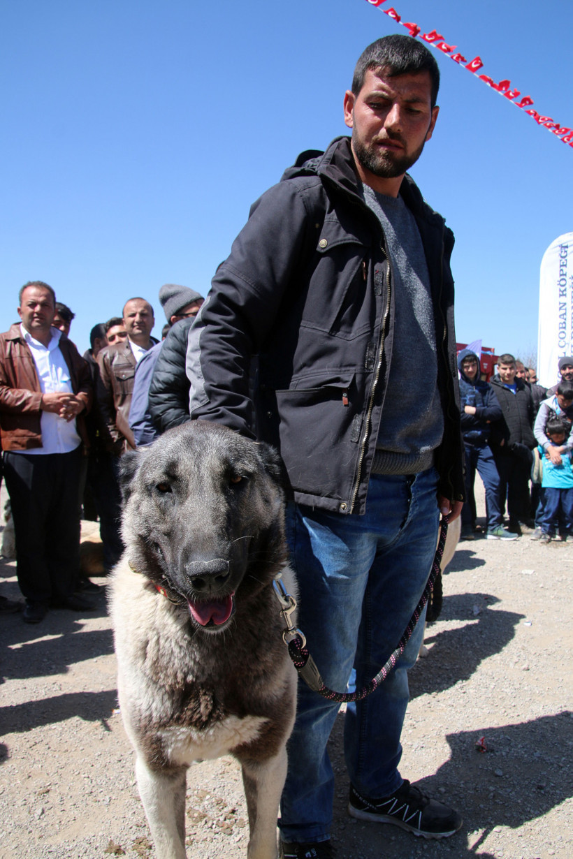 Sivas’ta Kangal köpekleri yarıştı - Resim: 1