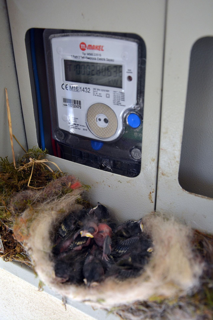 Ordulu kadının örnek duyarlılığı! Kuş elektrik saatine yuva yapınca elektriği kesti! - Resim: 3