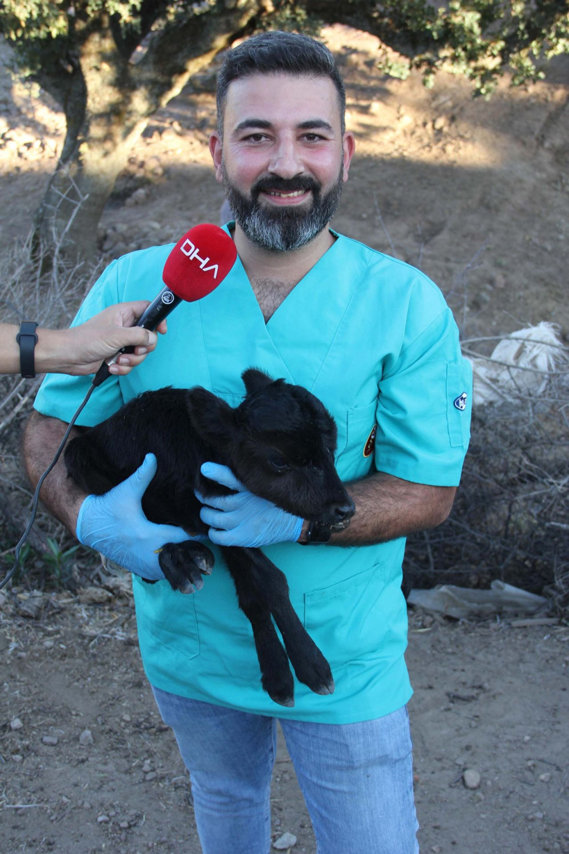 İzmir'de doğan 'Kömür' isimli cüce buzağı görenleri şaşırtıyor! - Resim: 2