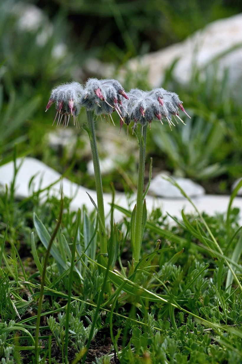 Denizli'de keşfedildi! Bu sıradışı bitkinin dünyada eşi benzeri yok - Resim: 2