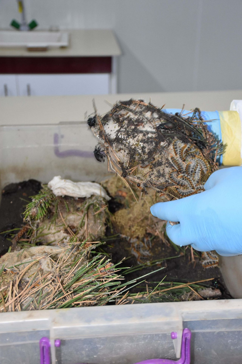 İzmir'de laboratuvarda üretilen 'Terminatör böcek' başka bir türe karşı savaş veriyor - Resim: 2