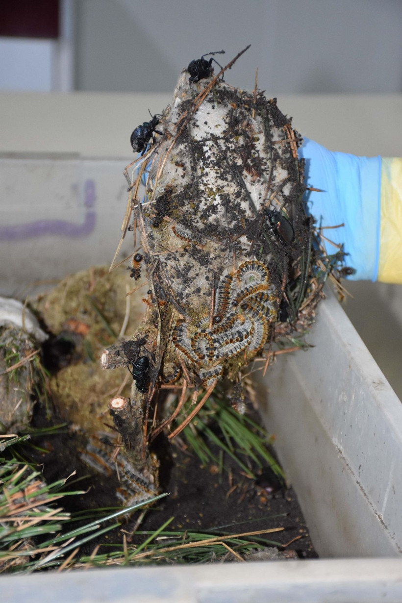 İzmir'de laboratuvarda üretilen 'Terminatör böcek' başka bir türe karşı savaş veriyor - Resim: 4