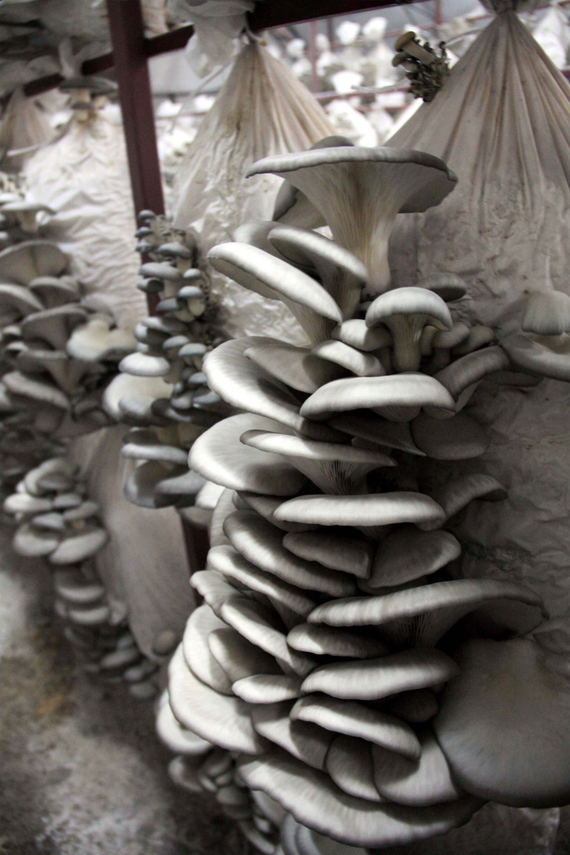 Manisa'da arkadaşında tadına baktı siparişlere yetişemiyor! Yılda 8 ton üretiyor - Resim: 3