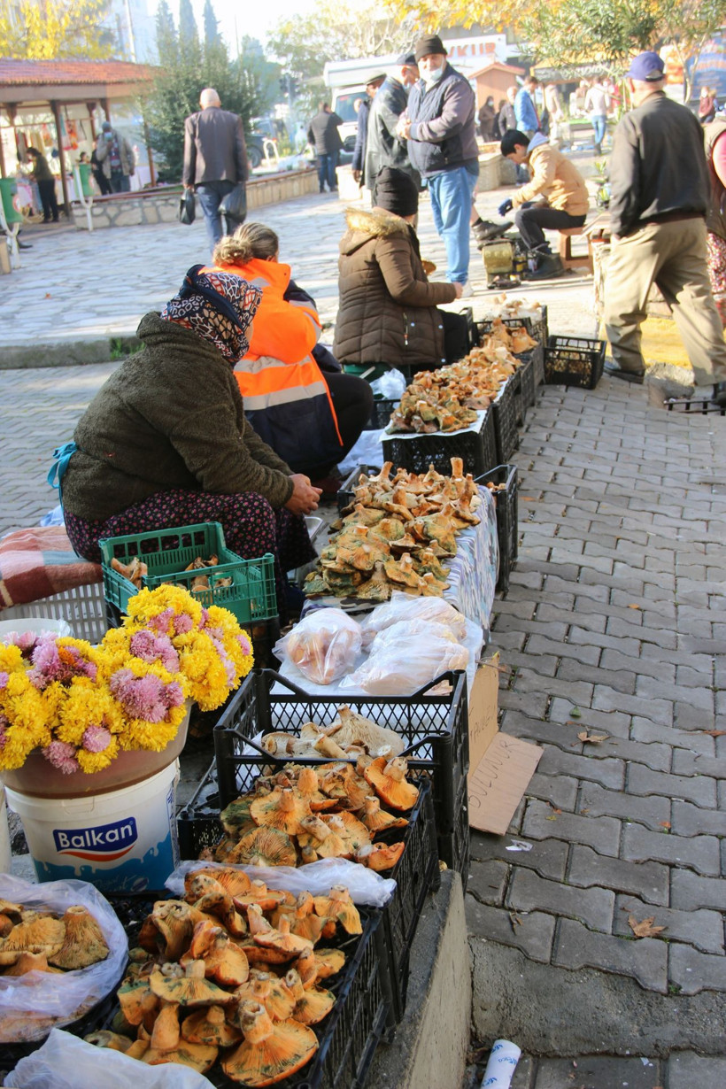 Fiyatını duyan ormana koştu! Muğla'da toplayanlar paraya para demiyor - Resim: 2