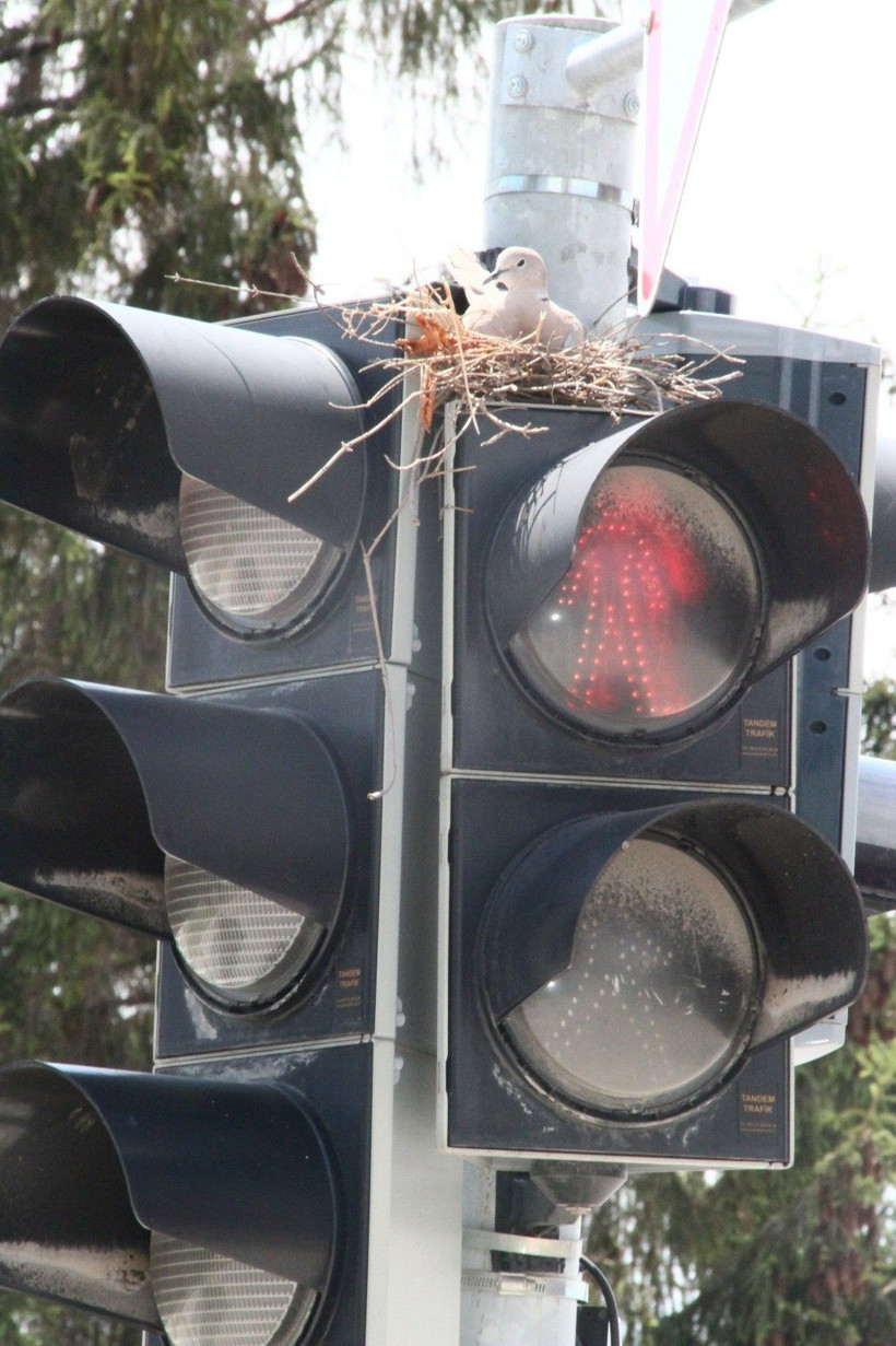 Trafik lambasında bir kumru yuvası! Görenler hayrete düşüyor! - Resim: 2