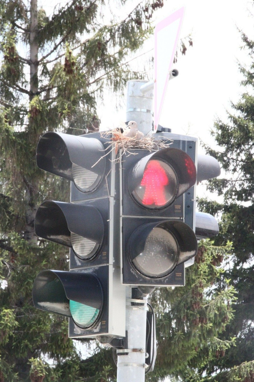 Trafik lambasında bir kumru yuvası! Görenler hayrete düşüyor! - Resim: 3