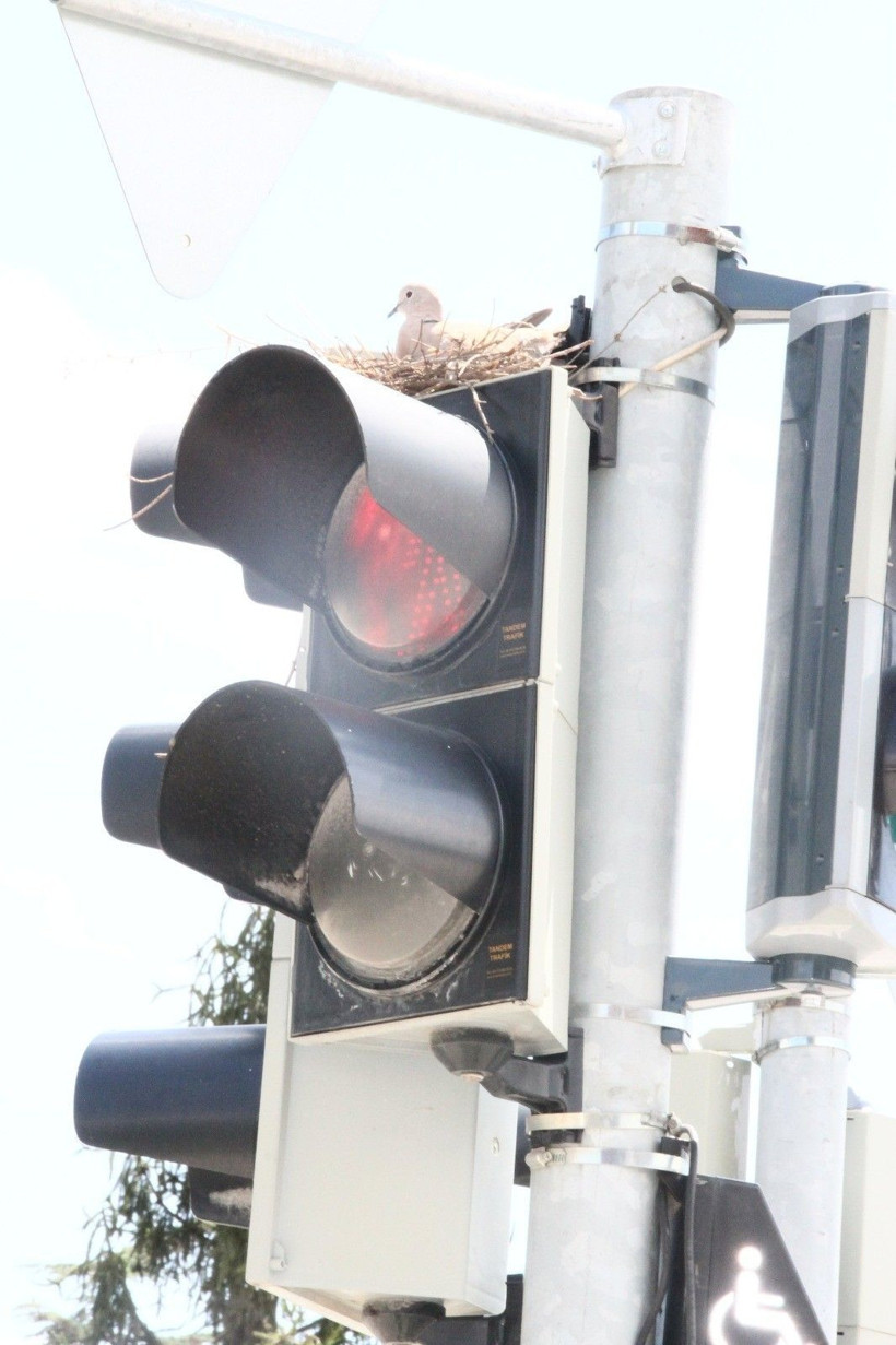 Trafik lambasında bir kumru yuvası! Görenler hayrete düşüyor! - Resim: 4