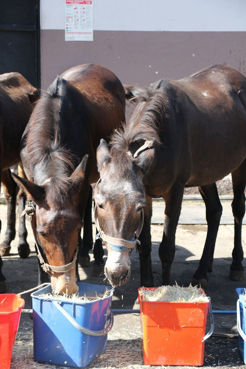 Zonguldak Belediyesi'nden şaşırtan tören! Katırlar törenle emekli oldu - Resim: 3