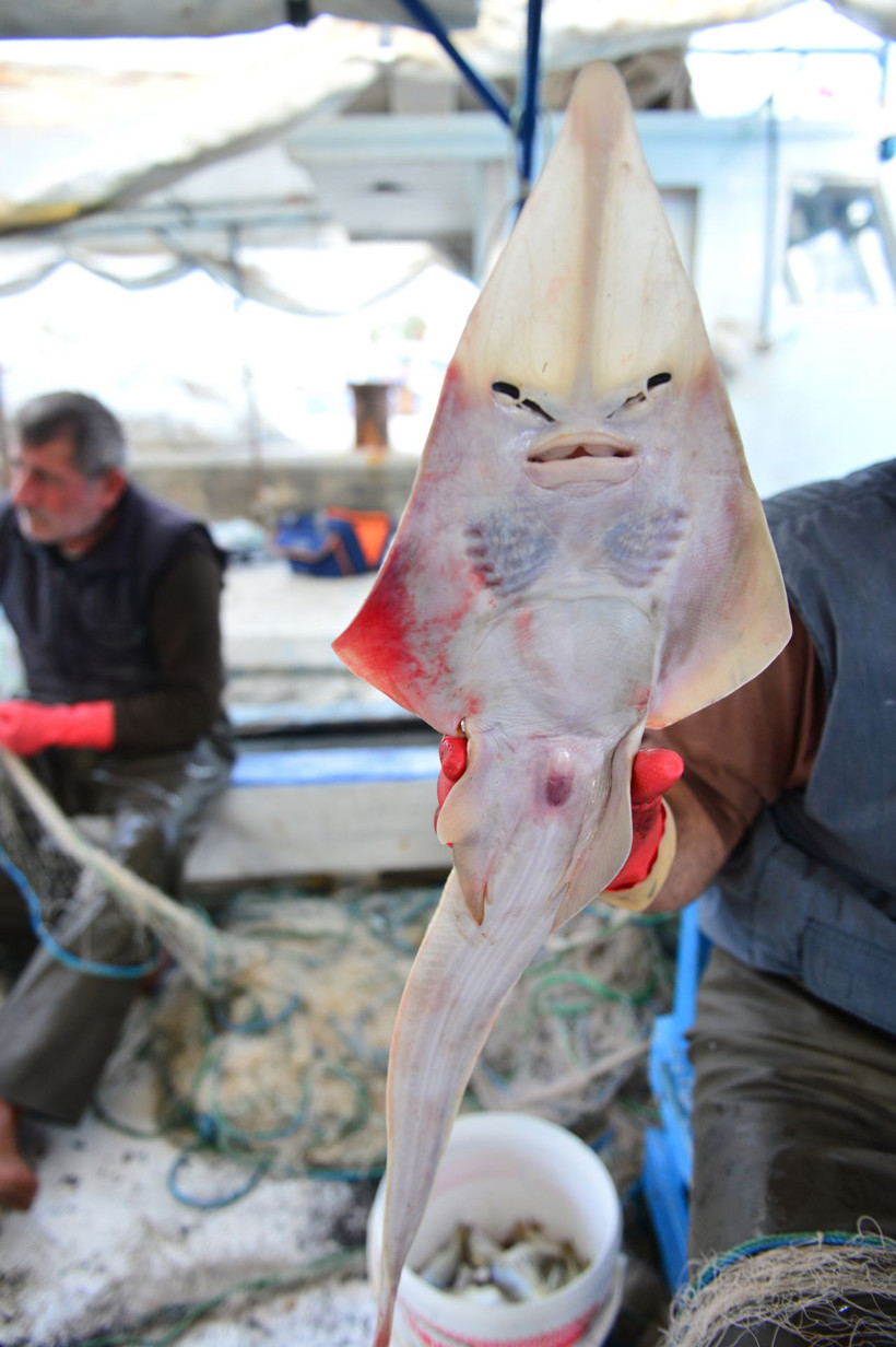 Adana'da hızla yayılıyor insan yüzlü sapan balığı kabus oldu - Resim: 3