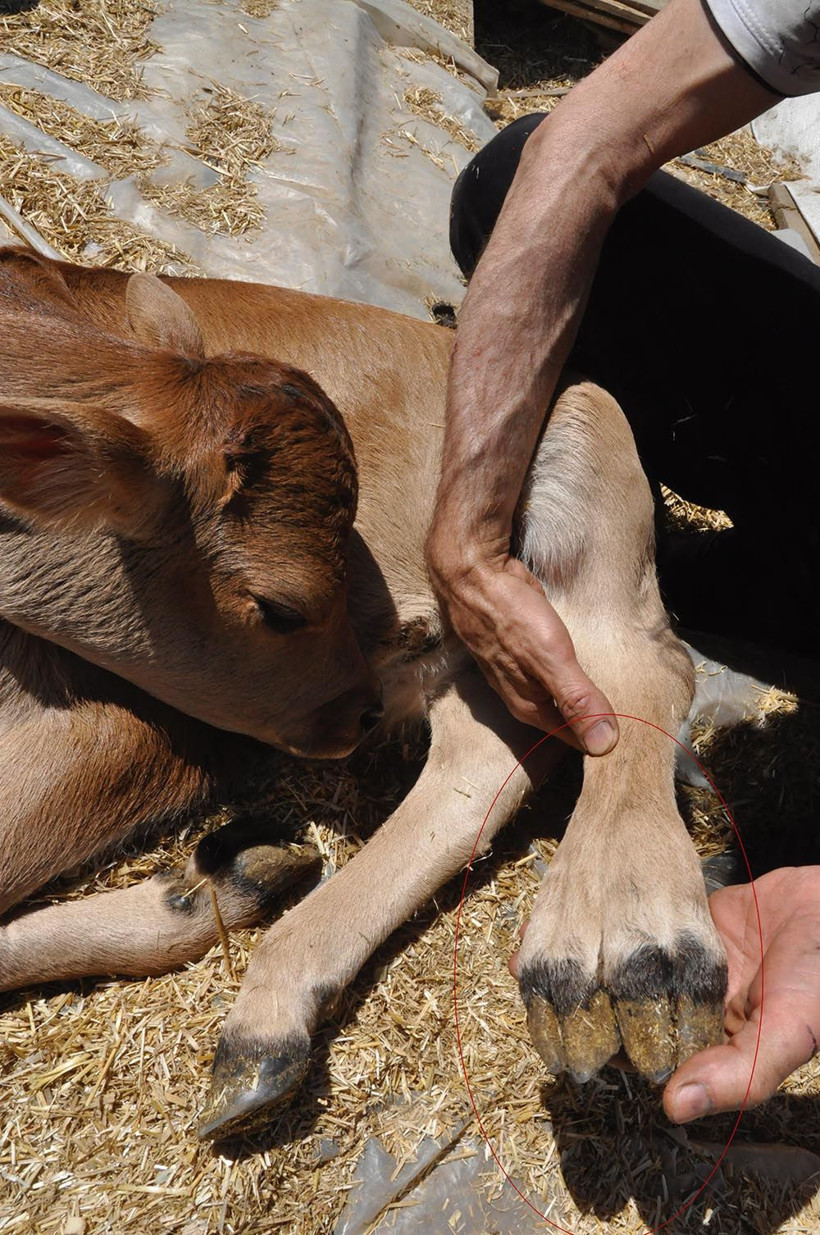 5 bacaklı buzağı görenleri hayrete düşürdü - Resim: 2