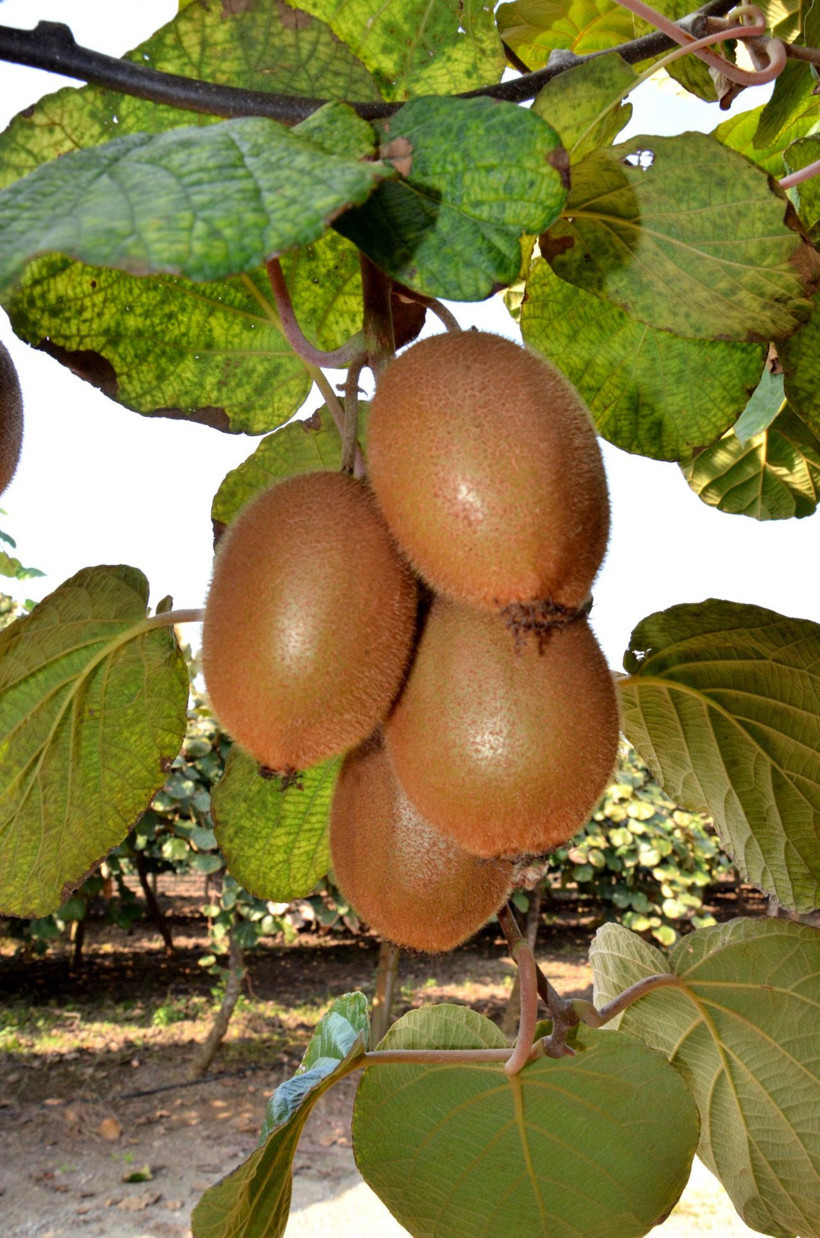 Daha hasadı başlamadan çoğu satıldı bir tanesi 4 adet portakala eşdeğer - Resim: 4