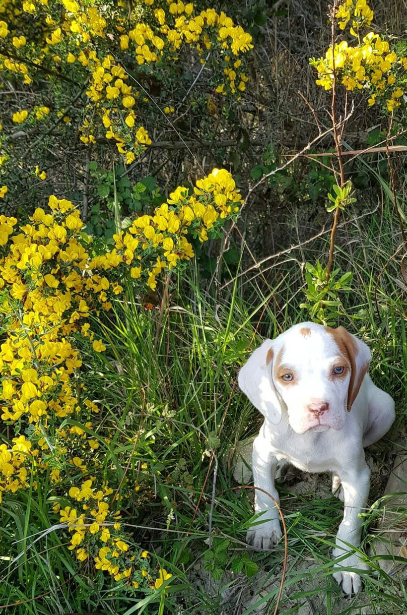 Hatay'da köpek Rodi beş ayda ikinci kez kaçırıldı - Resim: 2