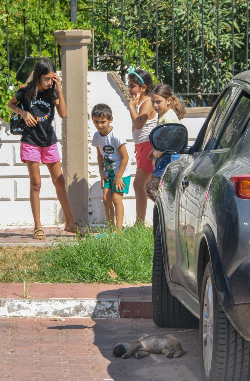 Zehirlenip yakılarak öldürüldüler! Antalya'da yavru köpeklere yapılan vahşet - Resim: 2
