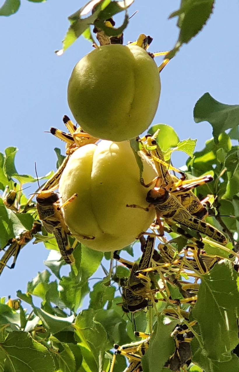 20 yılın en kötü çekirge istilası başladı tarım arazilerine saldırdılar - Resim: 1