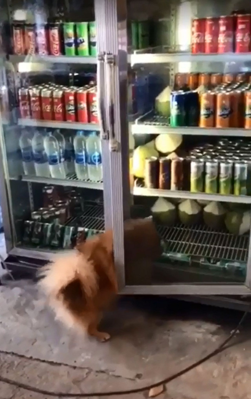 Sıcaktan bunalan köpek bakın ne yaptı! - Resim: 2