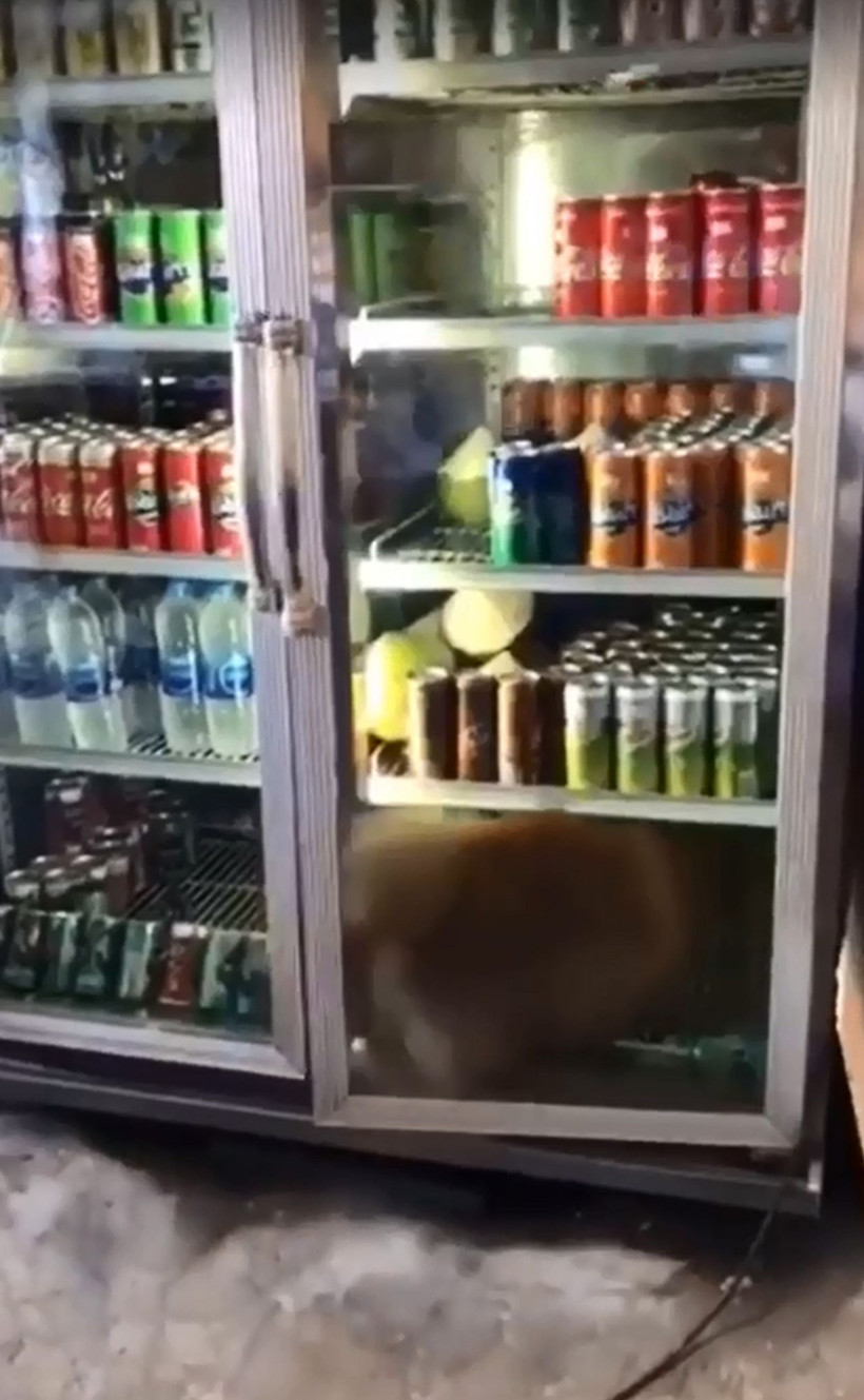 Sıcaktan bunalan köpek bakın ne yaptı! - Resim: 3