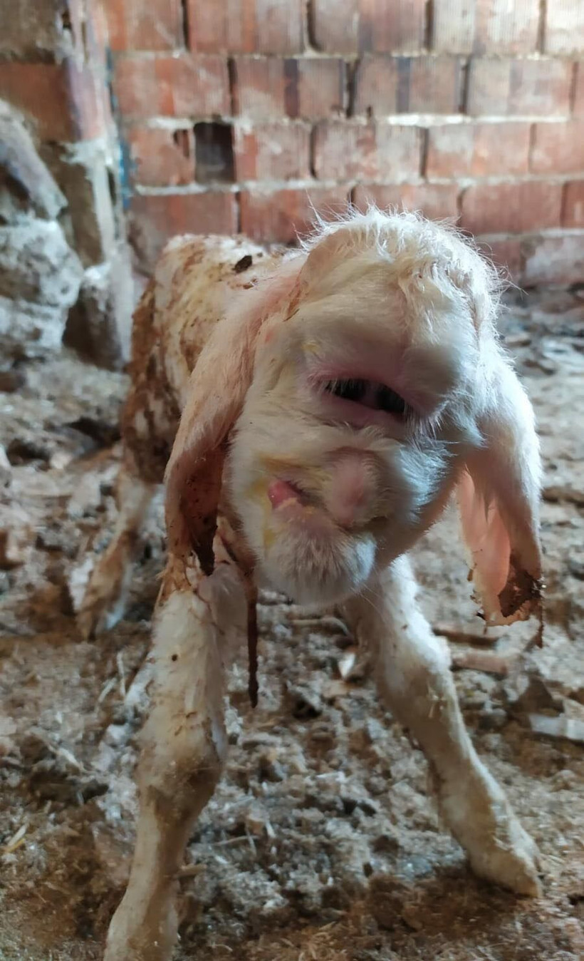 Manisa'da farklı yüz yapısıyla doğan kuzu 2 gün yaşayabildi - Resim: 3