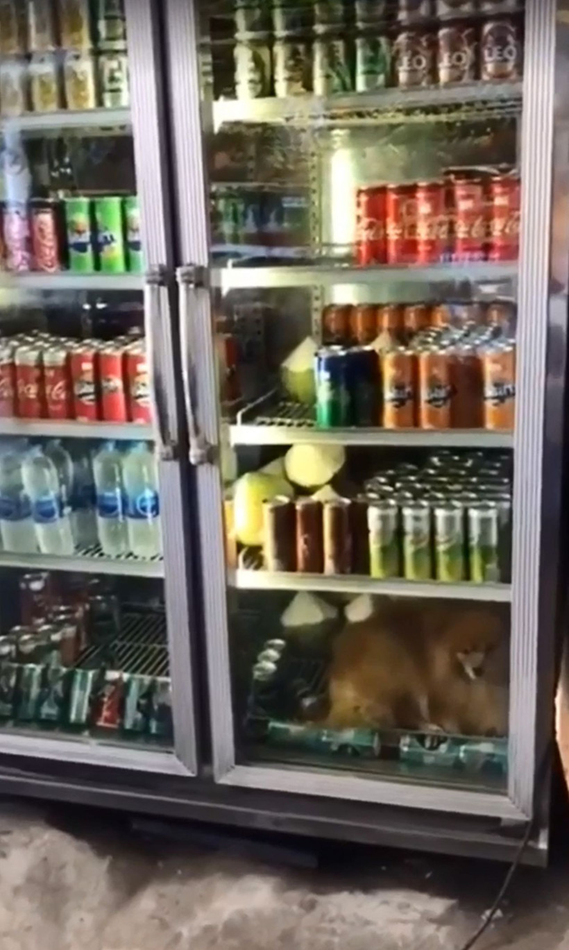 Sıcaktan bunalan köpek bakın ne yaptı! - Resim: 4