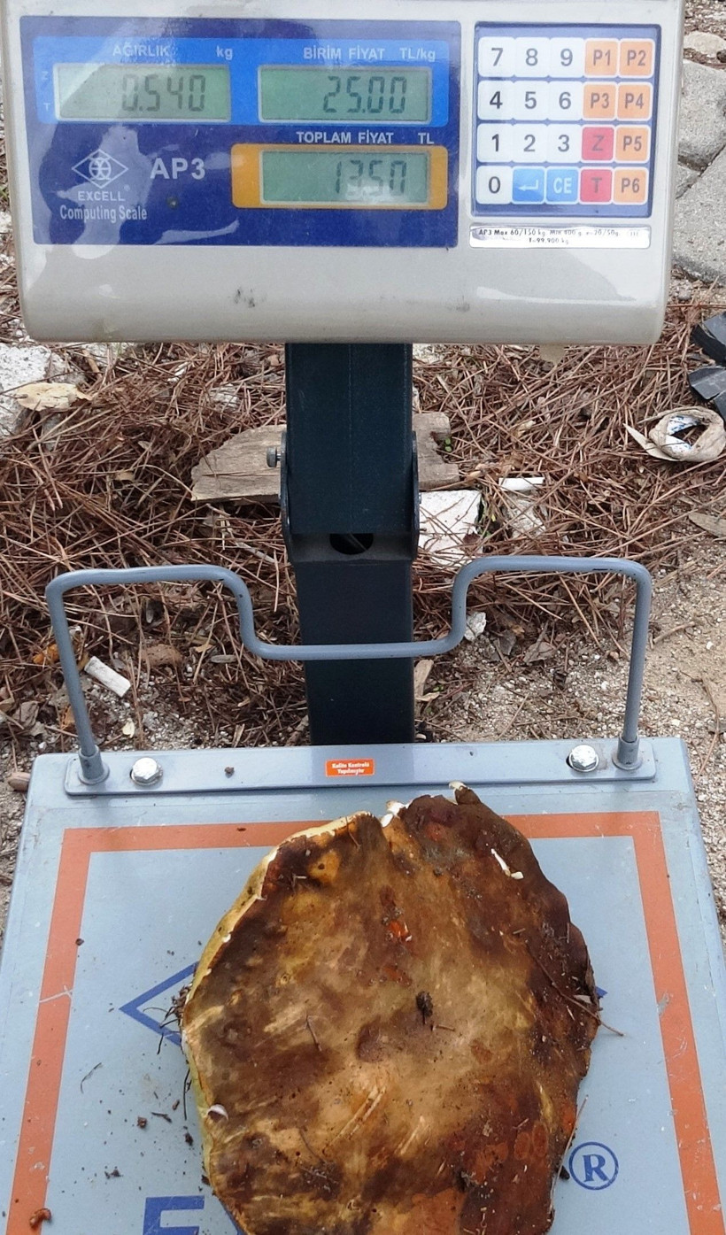 Çanakkale'den Avrupa'ya ihraç ediliyor! Köylünün gelir kapısı oldu - Resim: 3