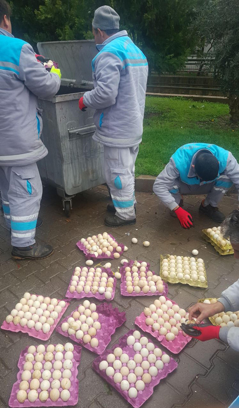 Çöpe atılan yumurtalardan civciv çıktı! - Resim: 2