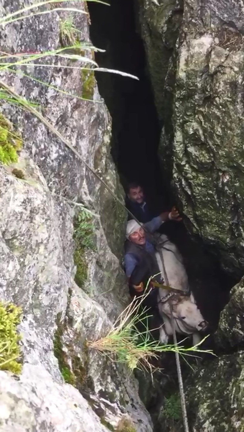 Mağaraya düşen inek için seferber oldular - Resim: 1