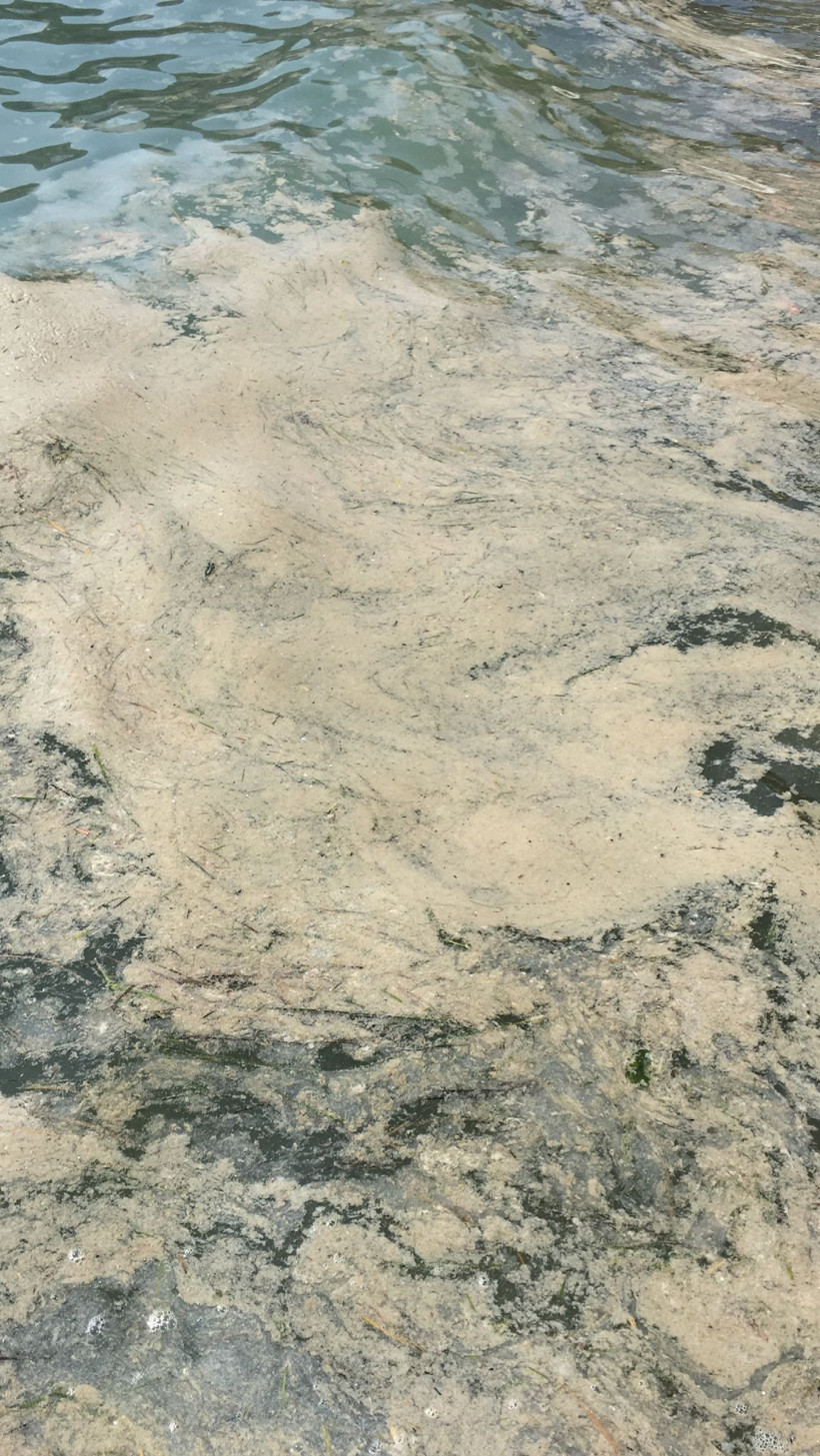 Kabus geri döndü! Bursa Gemlik sahilinde müsilaj bayram öncesi üzdü - Resim: 2