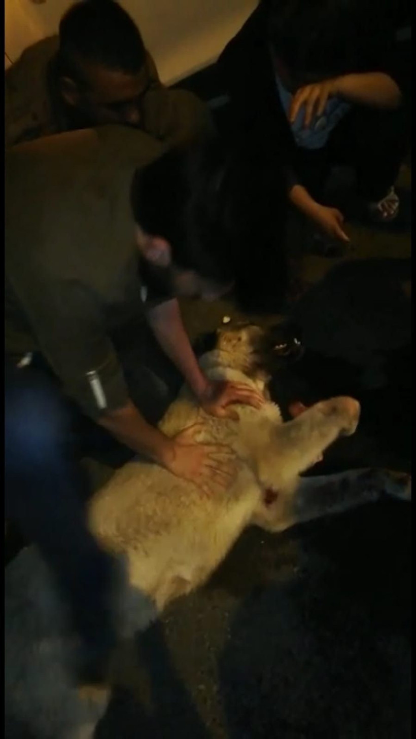 Şanlıurfa'da çarptığı köpeğe dakikalarca kalp masajı yaptı ama hayata döndüremedi! - Resim: 1