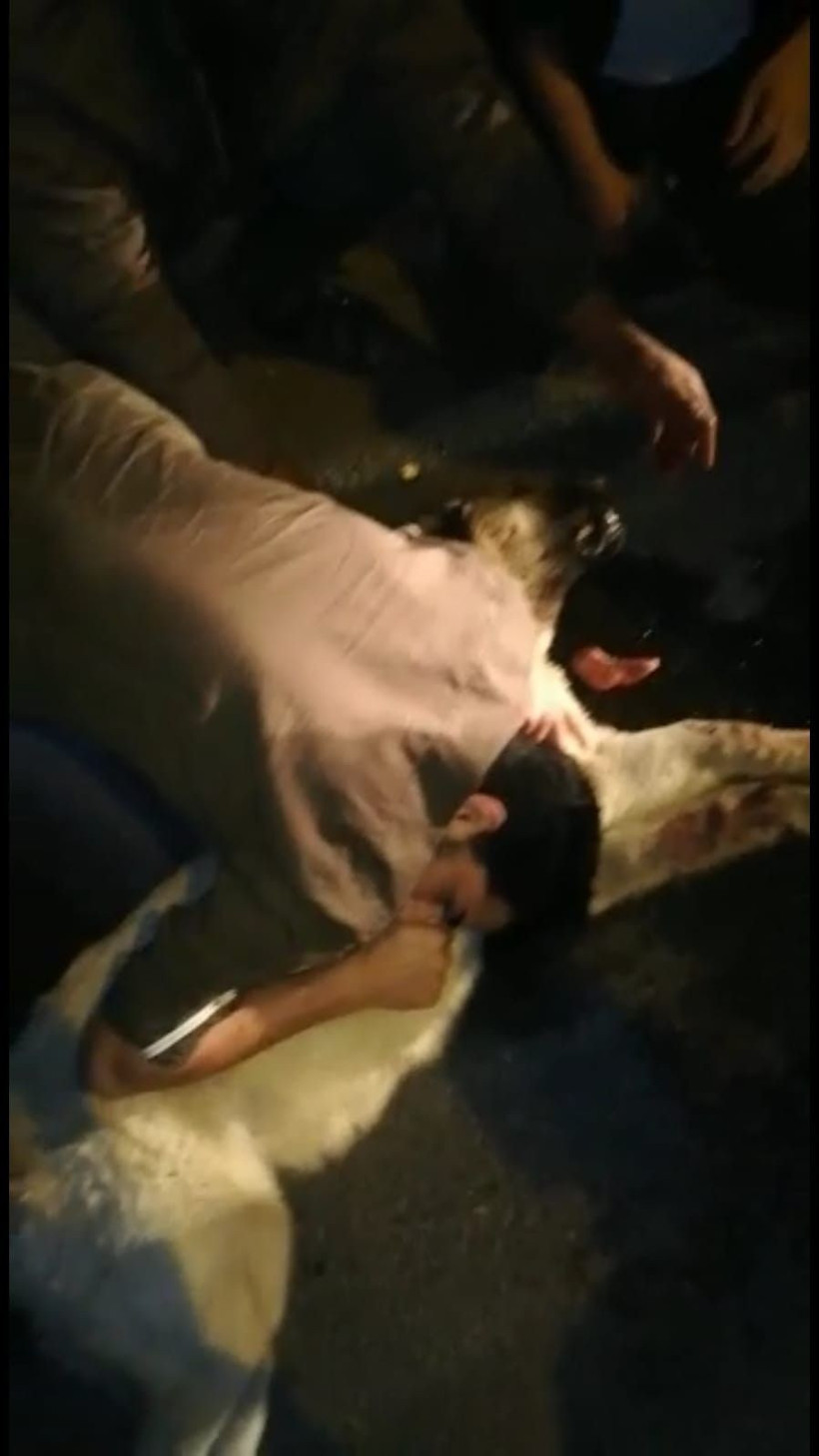 Şanlıurfa'da çarptığı köpeğe dakikalarca kalp masajı yaptı ama hayata döndüremedi! - Resim: 2