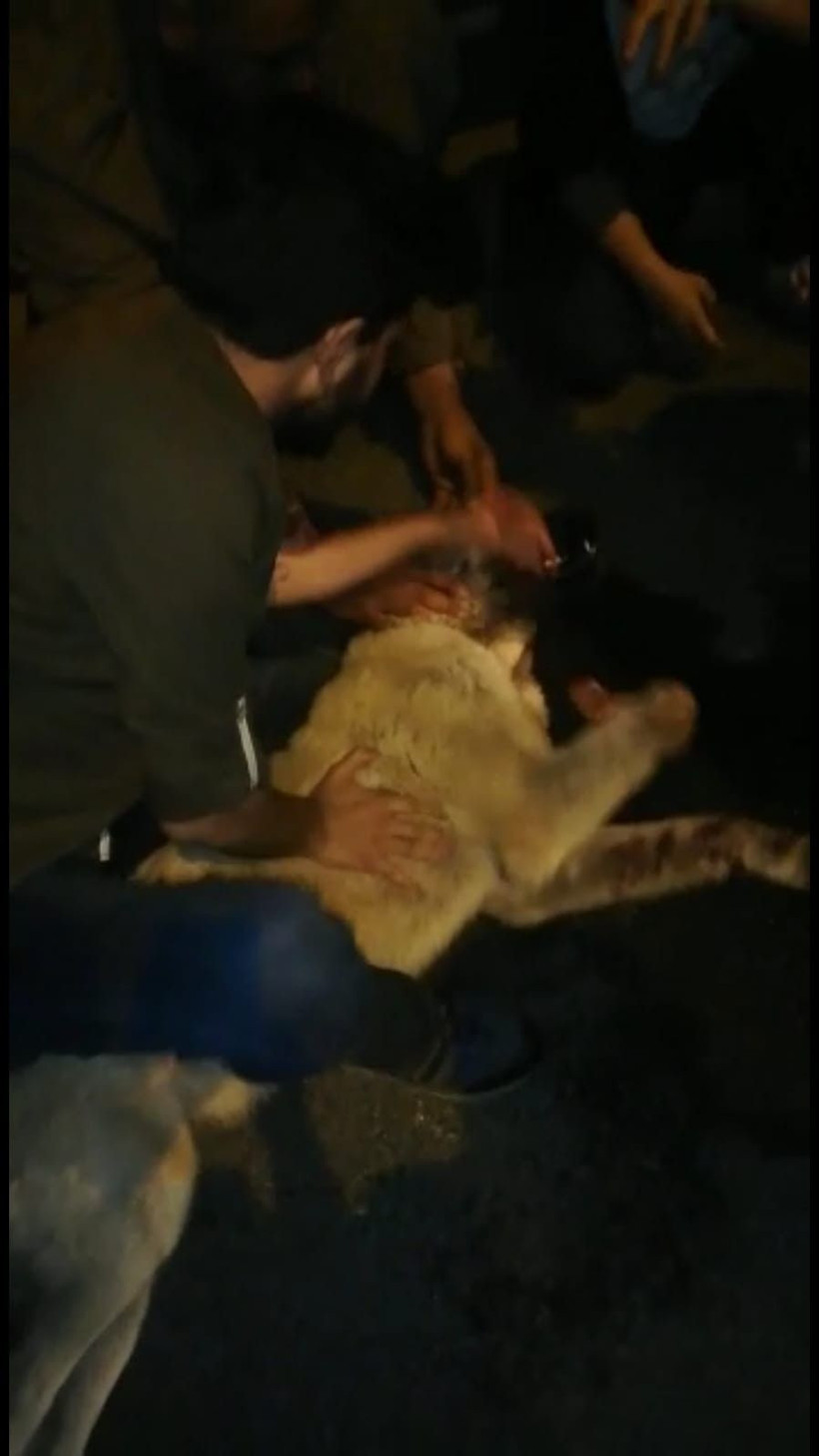 Şanlıurfa'da çarptığı köpeğe dakikalarca kalp masajı yaptı ama hayata döndüremedi! - Resim: 3