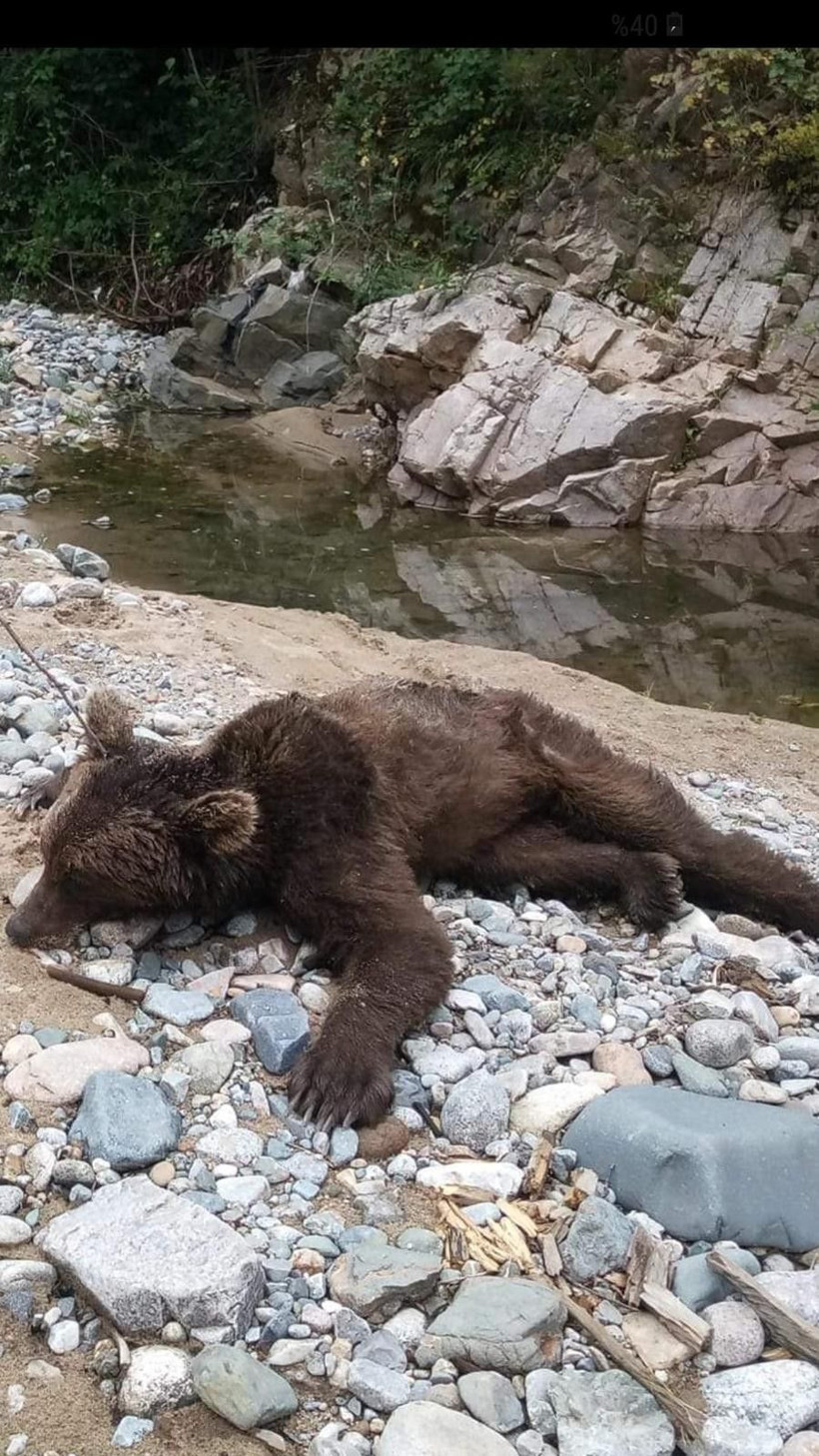 Giresun'da dere kenarına inen ayının bu kez cansız bedeni bulundu - Resim: 1