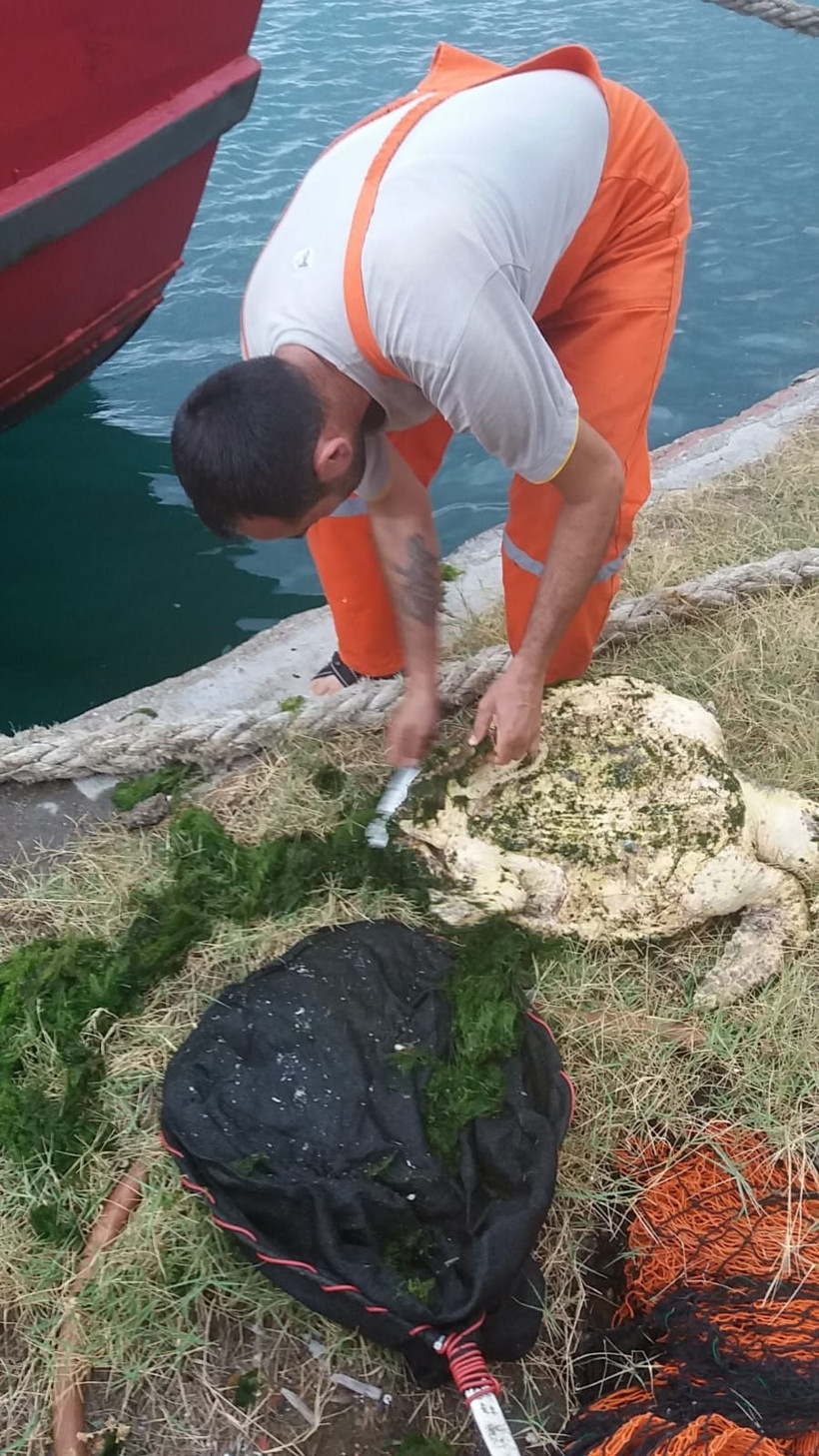 Hatay'da yosun bağlamış kaplumbağayı balıkçılar kurtardı - Resim: 4